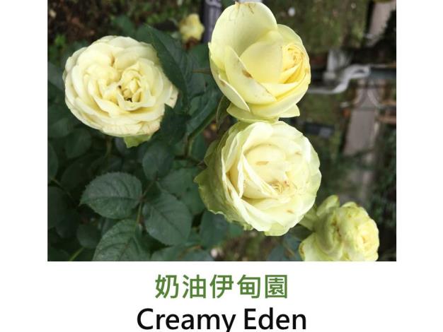 中輪豐花玫瑰,育出:2005法國,奶油黃綠色,微香