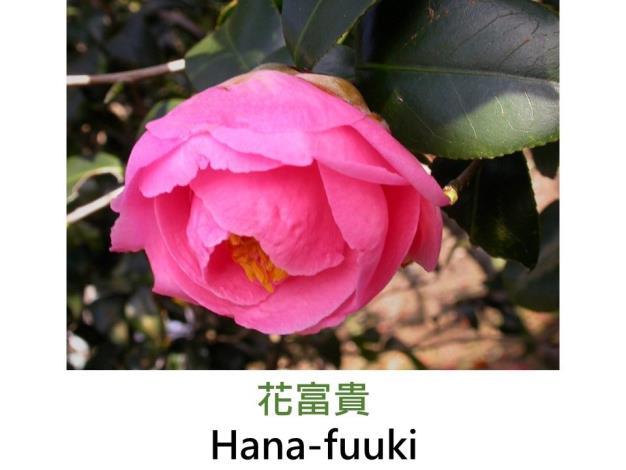 花富貴Hana-fuuki.JPG