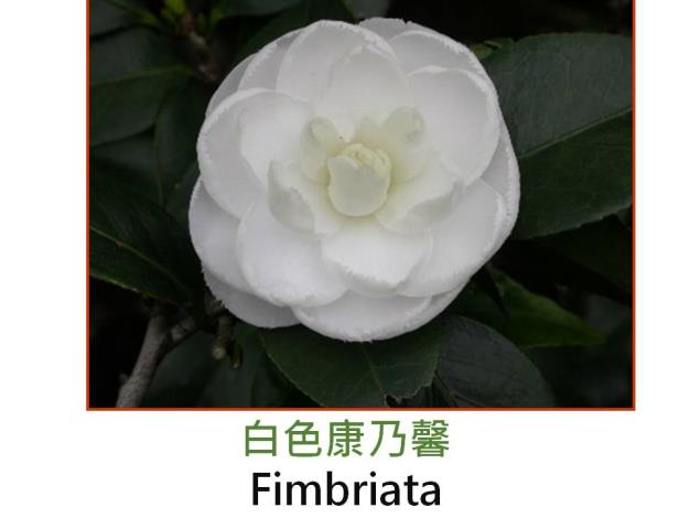 白色康乃馨Fimbriata.JPG