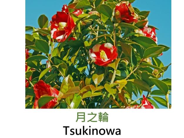 月之輪Tsukinowa.JPG