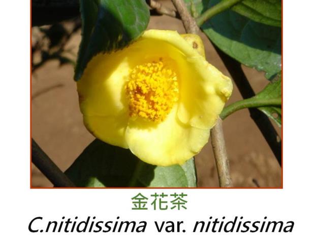 金花茶C.nitidissima  var. nitidissima.JPG