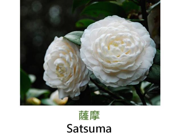 薩摩Satsuma.JPG