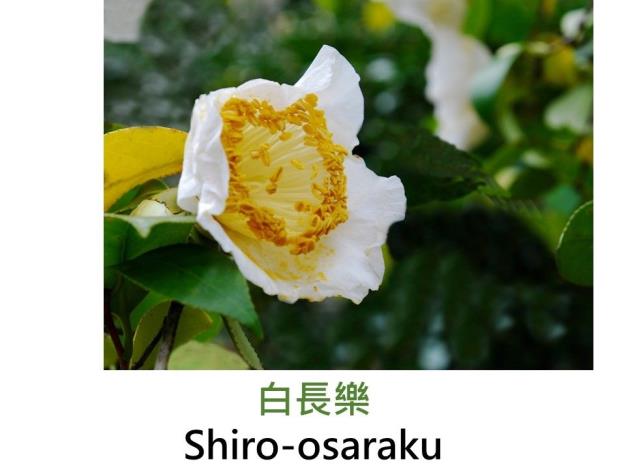 白長樂Shiro-osaraku.JPG