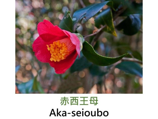 赤西王母Aka-seioubo.JPG