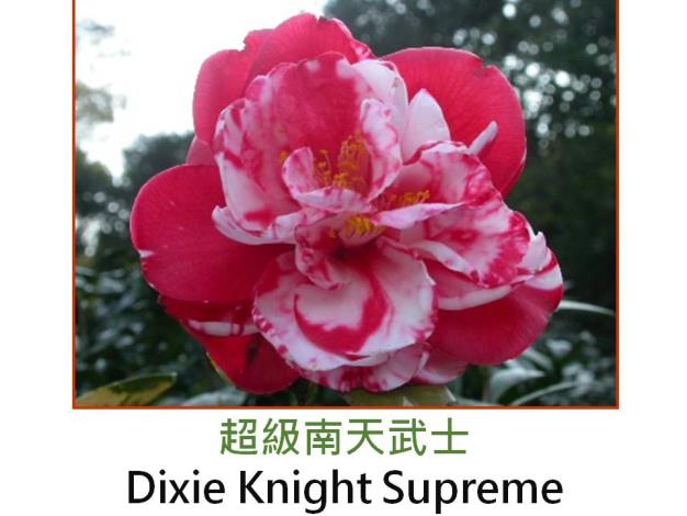 超級南天武士Dixie Knight Supreme.JPG