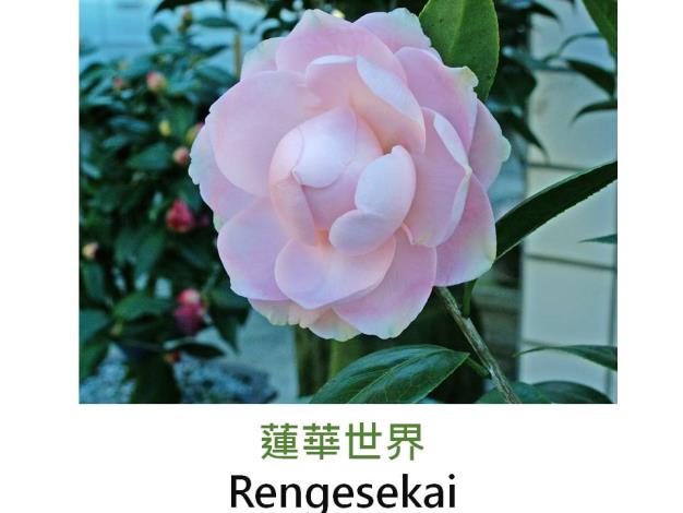 蓮華世界Rengesekai.JPG