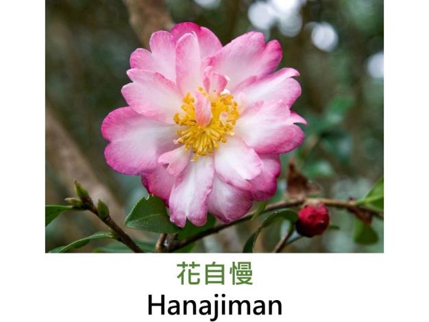 花自慢Hanajiman.JPG