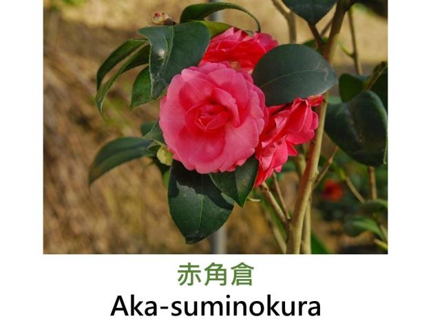 赤角倉Aka-suminokura.JPG