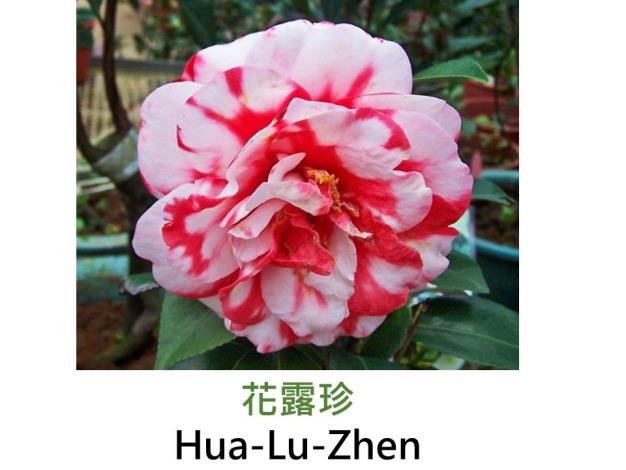 花露珍Hua-Lu-Zhen.JPG