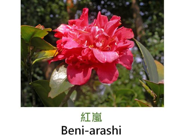 紅嵐Beni-arashi.JPG