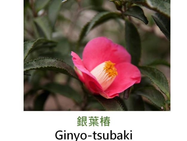 銀葉椿Ginyo-tsubaki.JPG