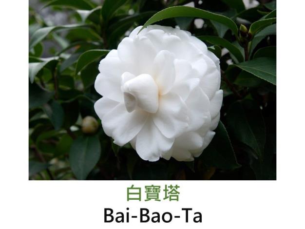 白寶塔Bai-Bao-Ta.JPG