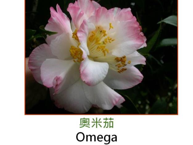 奧米茄Omega.JPG