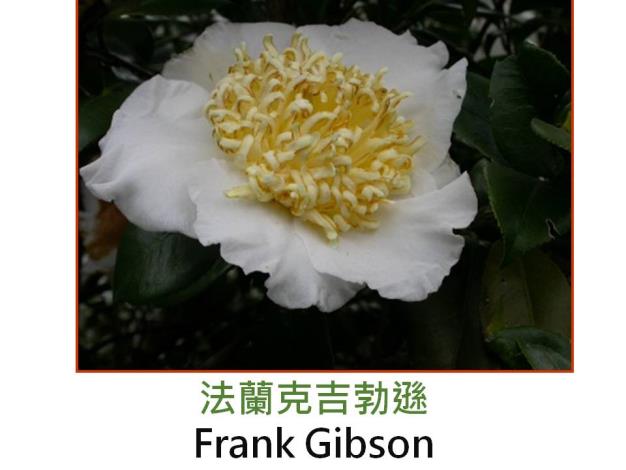 法蘭克吉勃遜Frank Gibson.JPG