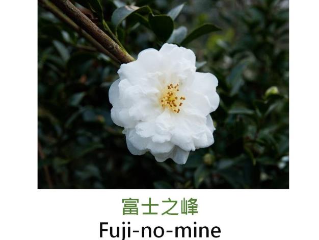 富士之峰Fuji-no-mine.JPG