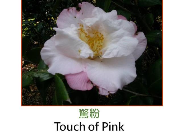 驚粉Touch of Pink.JPG