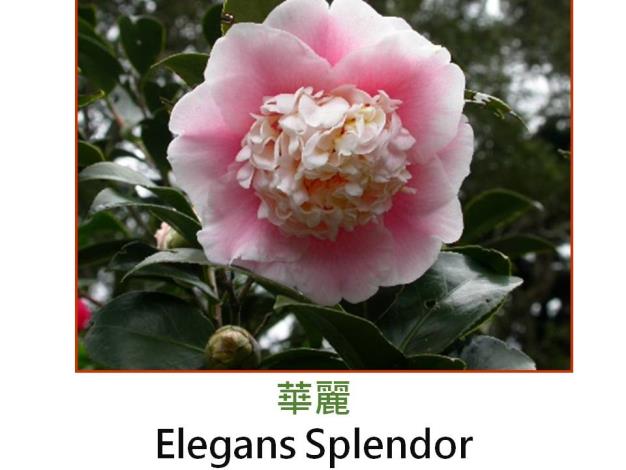 華麗Elegans Splendor.JPG