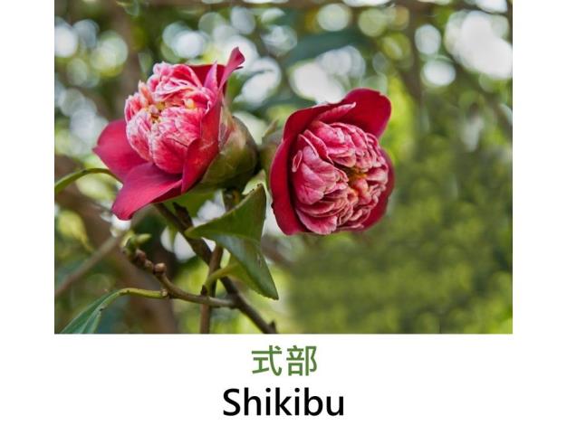 式部Shikibu.JPG