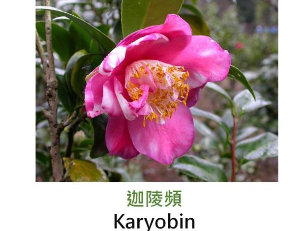 迦陵頻Karyobin.JPG