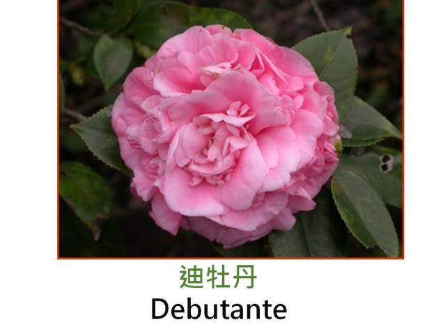 迪牡丹Debutante.JPG