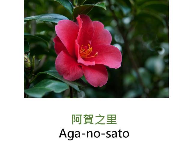 阿賀之里Aga-no-sato.JPG