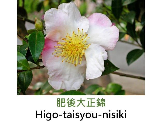 肥後大正錦Higo-taisyou-nisiki.JPG