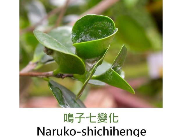 鳴子七變化Naruko-shichihenge.JPG