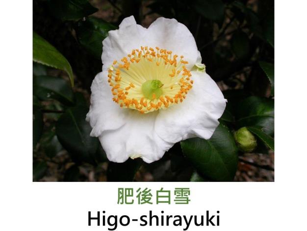 肥後白雪Higo-shirayuki.JPG