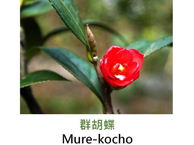 群胡蝶Mure-kocho.JPG