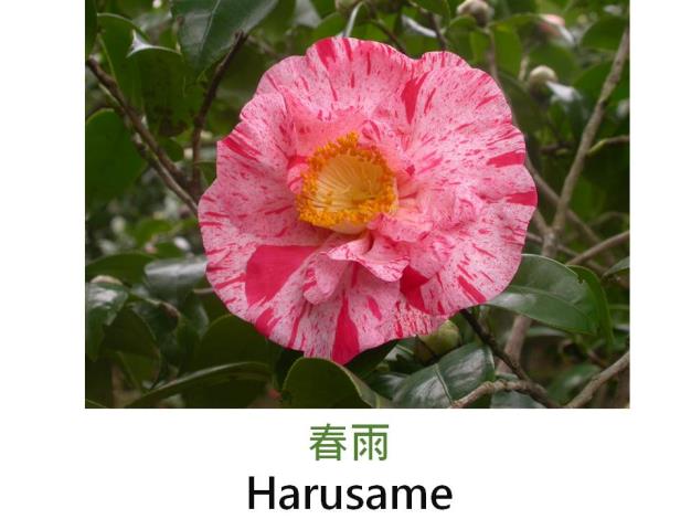 春雨Harusame.JPG