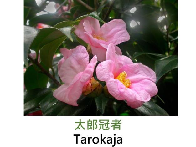 太郎冠者Tarokaja.JPG