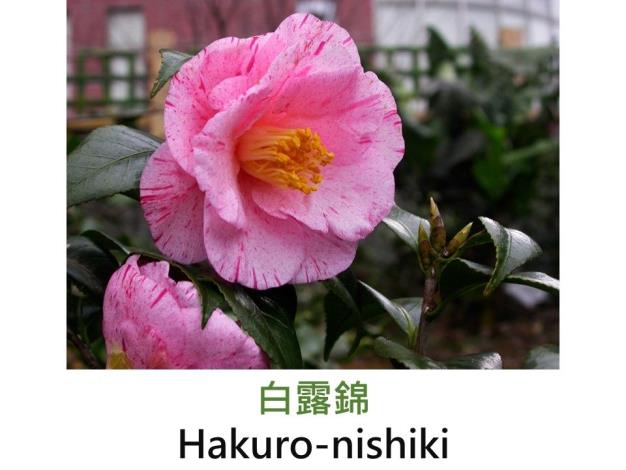 白露錦Hakuro-nishiki.JPG