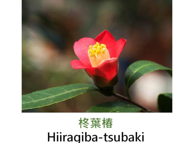 柊葉椿Hiiragiba-tsubaki.JPG