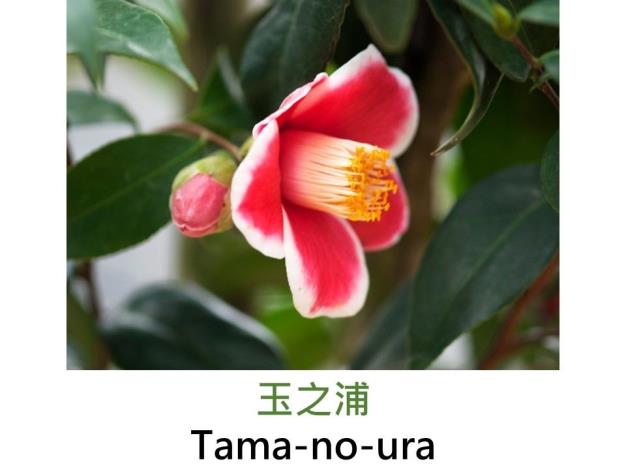 玉之浦Tama-no-ura.JPG