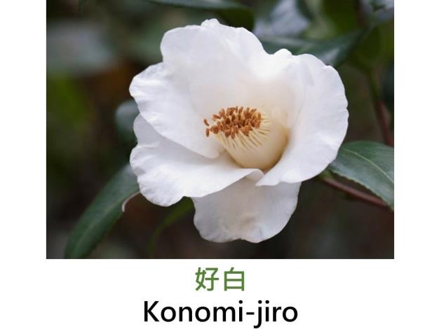 好白Konomi-jiro.JPG