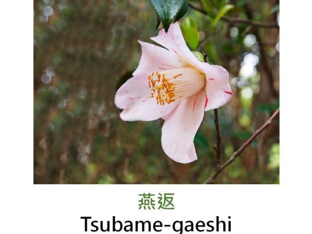 燕返Tsubame-gaeshi.JPG