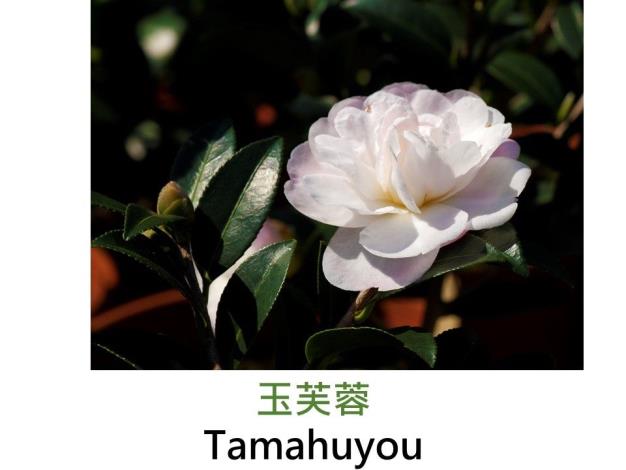 玉芙蓉Tamahuyou.JPG