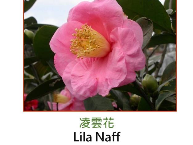 凌雲花Lila Naff.JPG