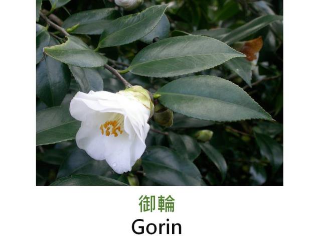 御輪Gorin.JPG