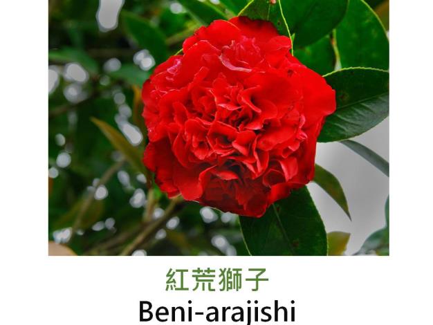 紅荒獅子Beni-arajishi.JPG