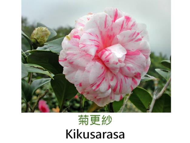 菊更紗Kikusarasa