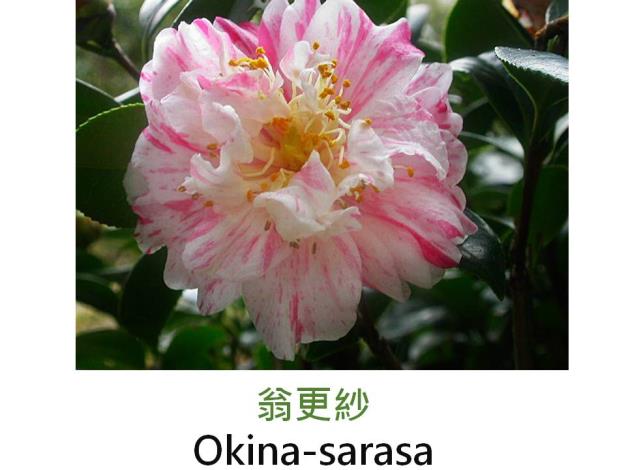 翁更紗Okina-sarasa.JPG