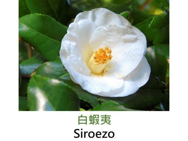 白蝦夷Siroezo.JPG