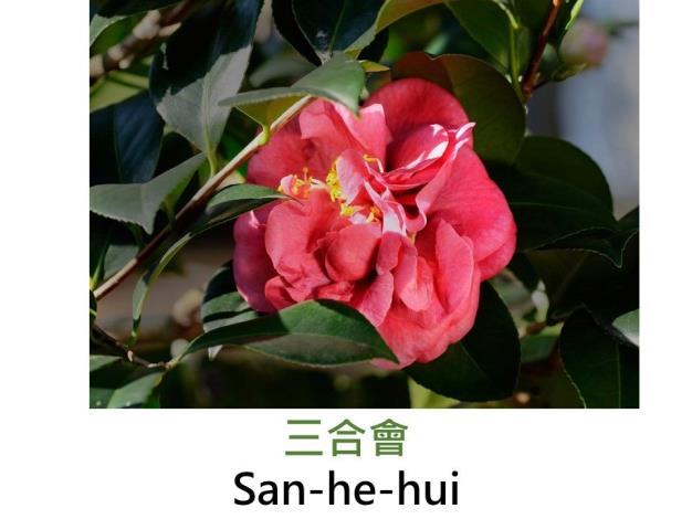 三合會San-he-hui 