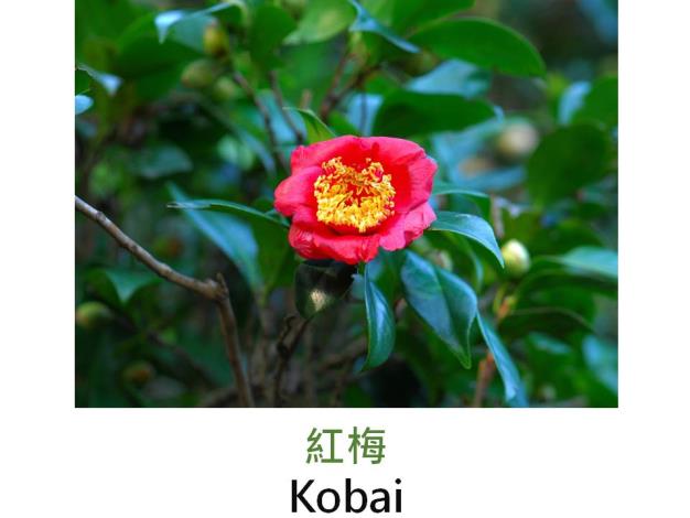 紅梅Kobai.JPG