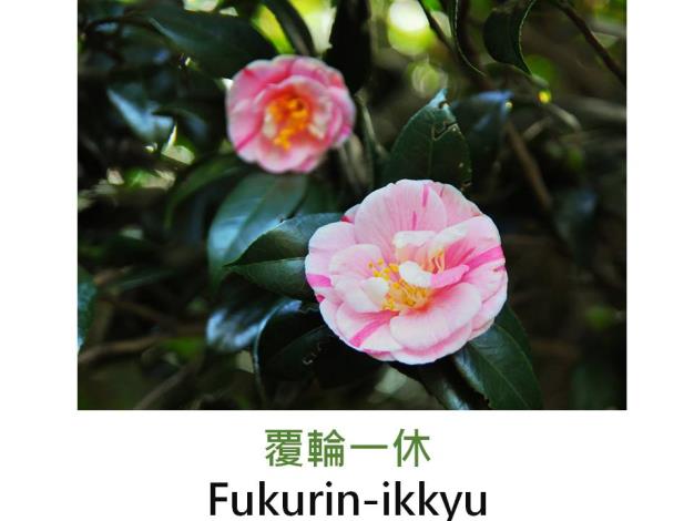 覆輪一休Fukurin-ikkyu.JPG