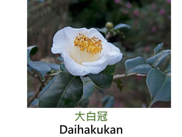 大白冠Daihakukan .JPG