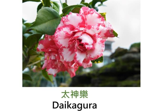 太神樂Daikagura.JPG