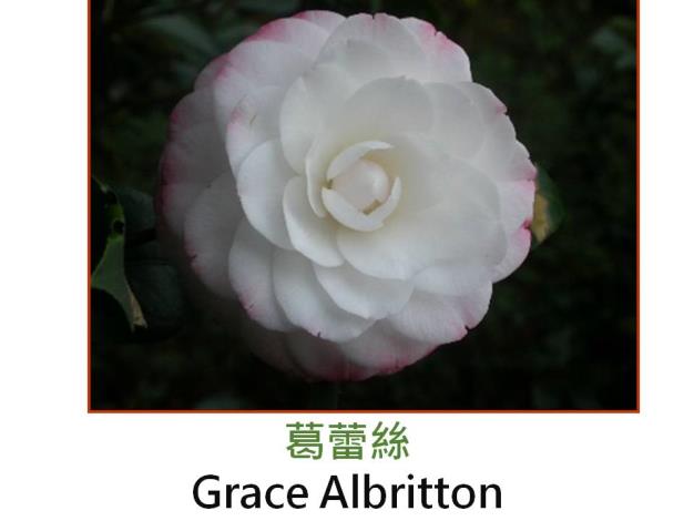 葛蕾絲Grace Albritton.JPG