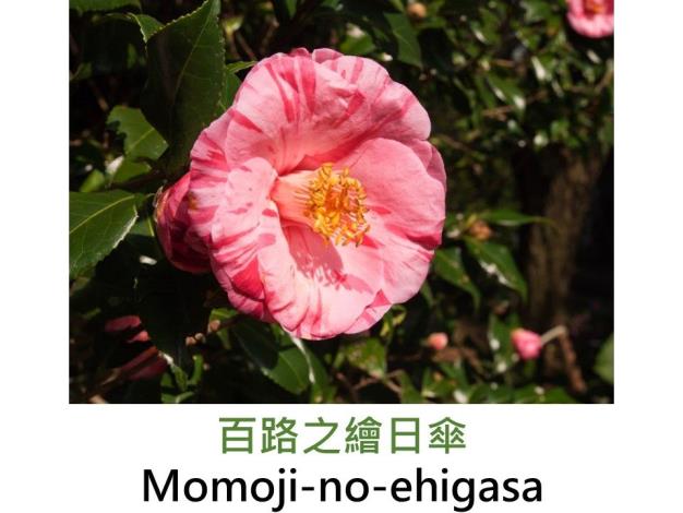 百路之繪日傘Momoji-no-ehigasa.JPG